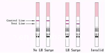 LH Ovulation Test Strip Result